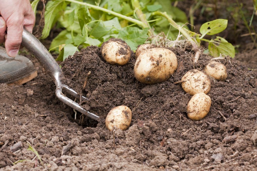Минсельхоз определил картофельного лидера России – Парагро