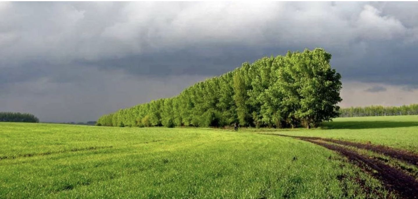 Аграриям предлагают взять бесхозные лесополосы за недорого – Парагро