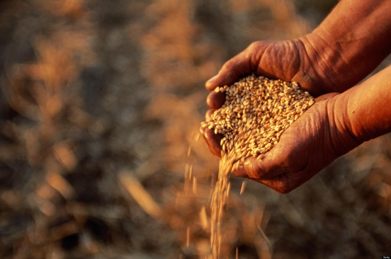 1,5 миллиона тонн зерна кубанских аграриев – Парагро
