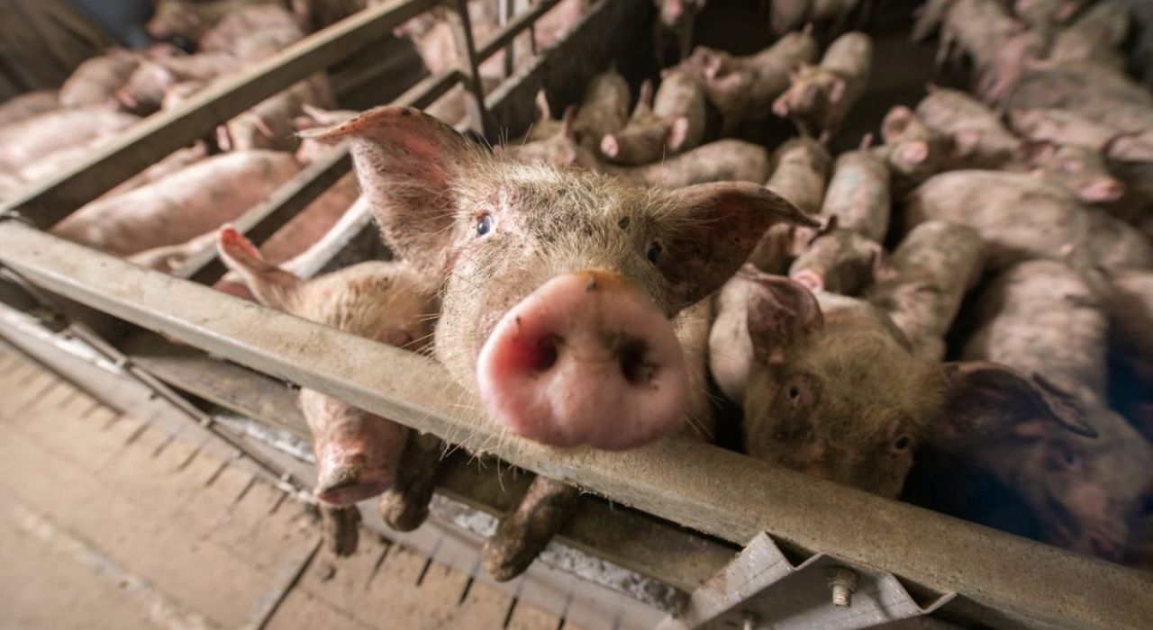 Зерно для бедных скормили свиньям – Парагро
