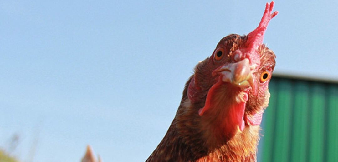 ФАС разбирается с ценами на куриное мясо  – Парагро
