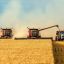 Для пшеницы из России начинают складываться удачные условия 
