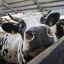 Новые правительственные меры, чтобы коровы не отрыгивали
