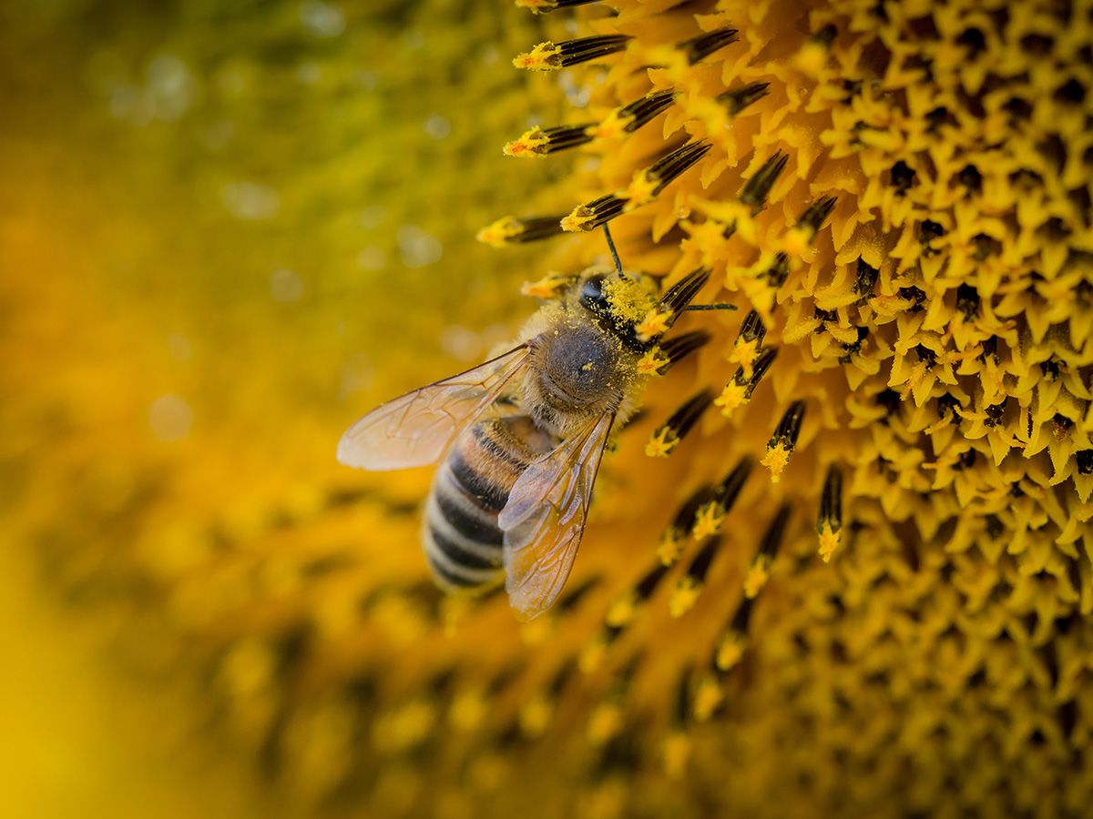 20 миллионов пчел погибли от ядохимикатов с полей – Парагро