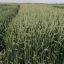 Селекционеры Ульяновского ГАУ создали три новых сорта озимой мягкой пшеницы