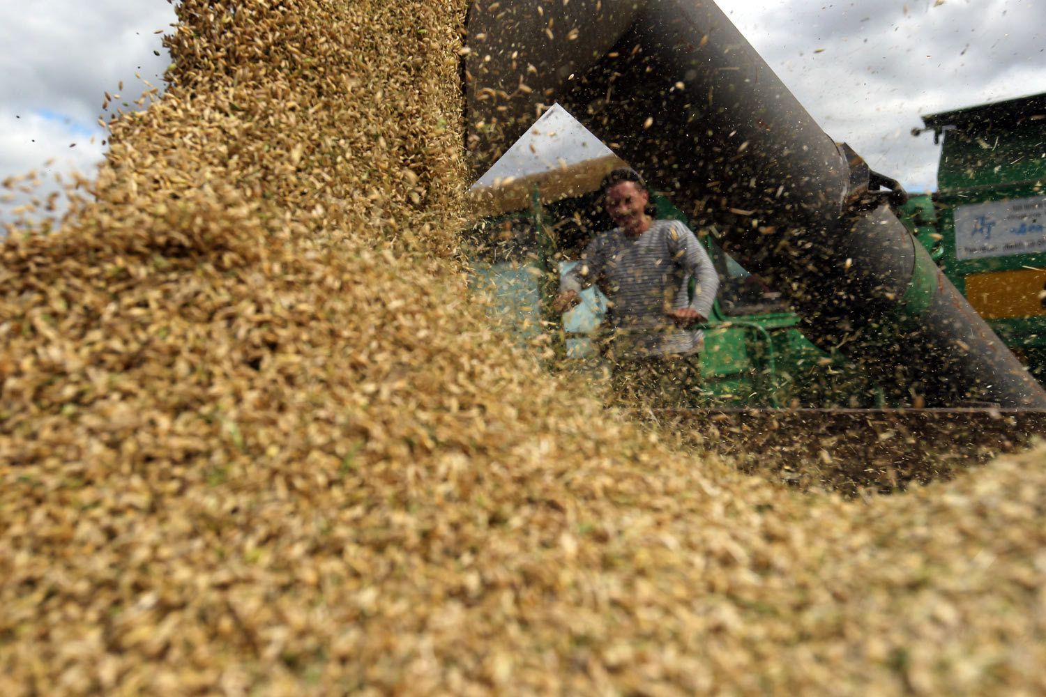 Как на прошлой неделе мировые цены на пшеницу летели вниз – Парагро