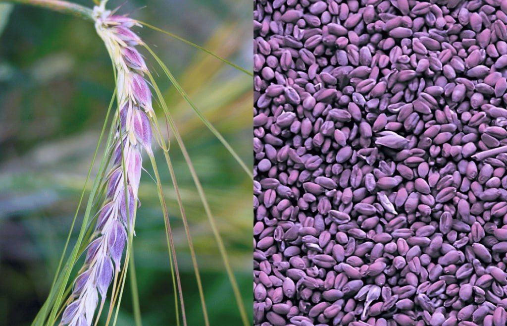 Новый сорт пшеницы с фиолетовым зерном – Парагро