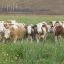 Коров и овец научат меньше выбрасывать метан 