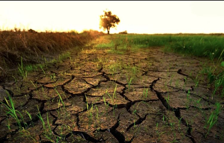 Почвенная засуха. В Новосибирской области введен режим ЧС  – Парагро